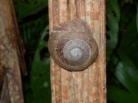 snail shell.JPG